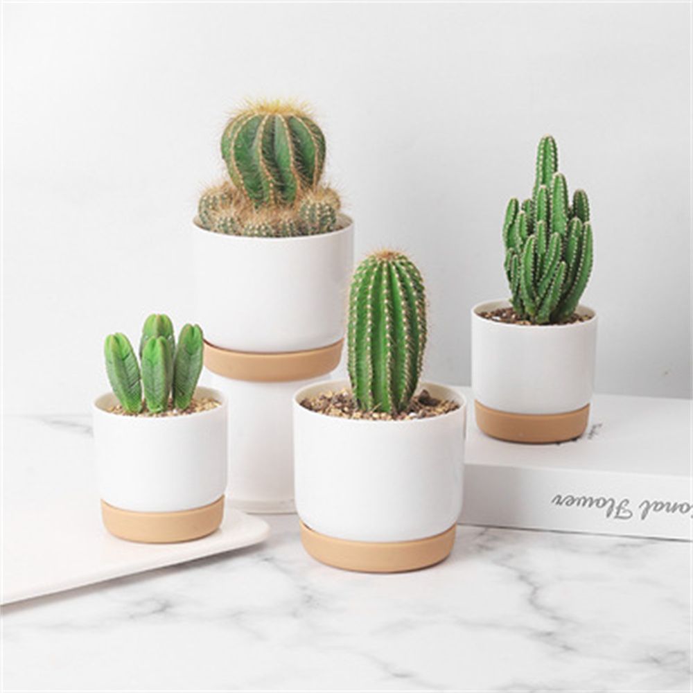 Round Cactus Succulent Plants  - огляд і ціна Orchid Potting Mix