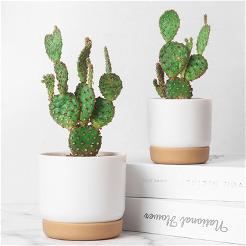 Round Cactus Succulent Plants  - огляд і ціна Orchid Potting Mix